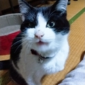 里親募集中