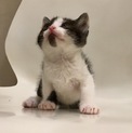 アゴの模様がチャーミング＊人懐っこいヤムチャくん