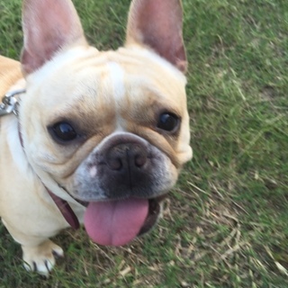 お陰様で里親さんが決定しました。