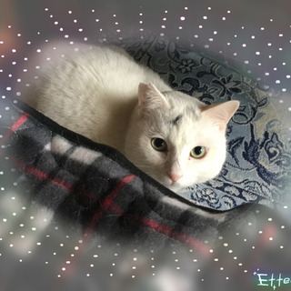  オフホワイトの美猫お餅くん♪