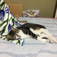 きき