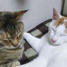 胡麻麦のずっとのお家さがし(保護活動者)
