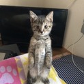 里親さん探してます