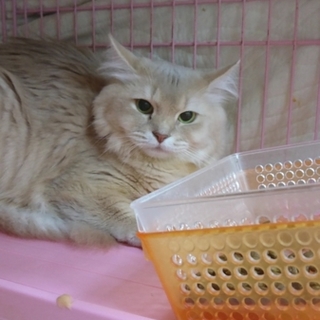 ソマリ☆ソフィア☆女の子4歳