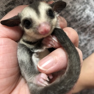 フクロモモンガ の里親募集！