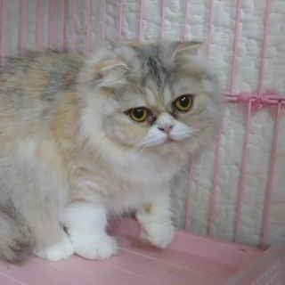 スコF☆ペペ☆女の子・半折れ耳・2歳・中長毛