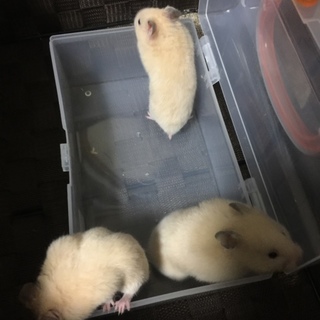 ゴールデンハムスター子供