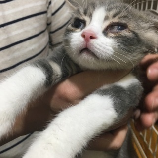 スコティッシュ2.5ヶ月