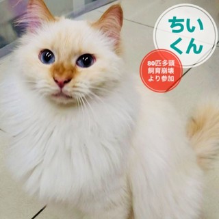 シャムMIX長毛の超ゴージャスのベタベタ甘えん坊君