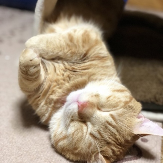 ちこまちゃん さん ペットのおうち 月間利用者150万人