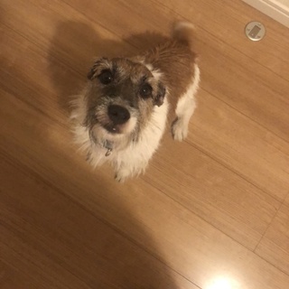 ジャックラッセルの里親募集です