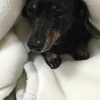 マロ