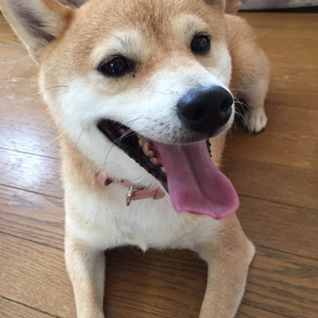 りーほぁのカバー写真