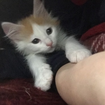 お布団の中に入って来た