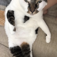 ももちゃん
