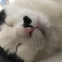 ぶーちゃん