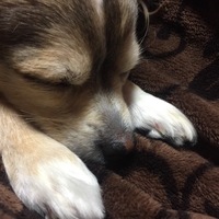 らん