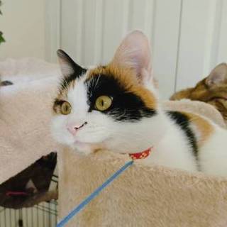 わたちずっとのお家をさがしていますにゃ〜