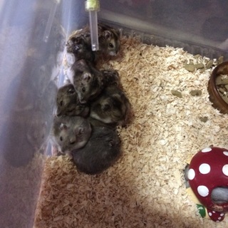 ジャンガリアン＆ブルーサファイアの子達