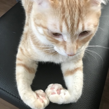 肉球ピンクちゃん