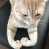 肉球ピンクちゃん