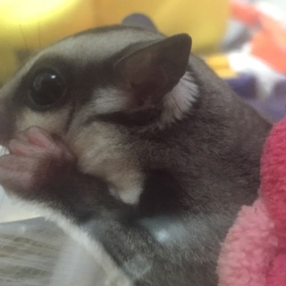 半年のフクロモモンガ♂