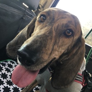 人も犬も大好きな優しいうららです‼︎