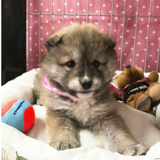 ふわもこキュートなサンちゃん ２ヶ月