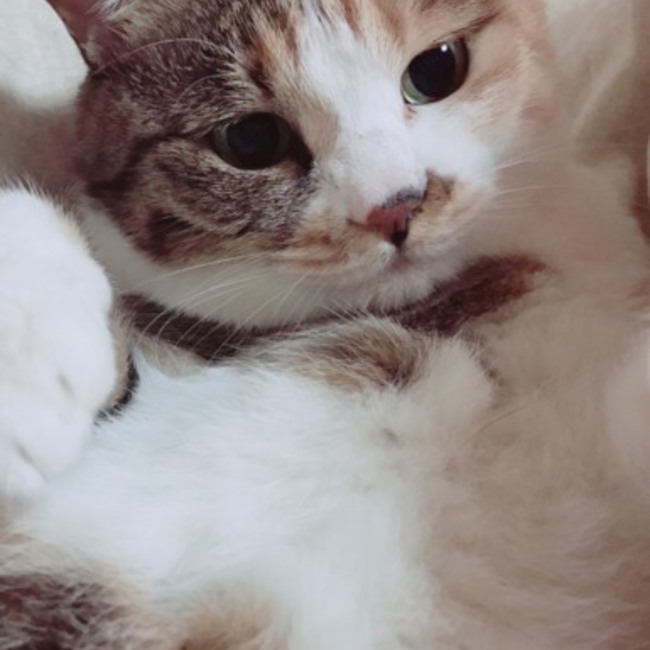 nyaokaka のカバー写真