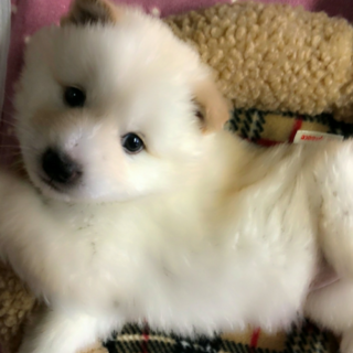 甘えん坊なスーちゃん ２ヶ月