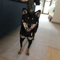 おはぎ
