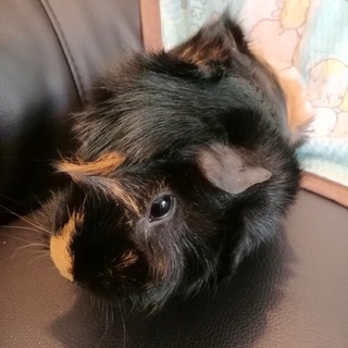 メスのアビシニアンモルモットです。