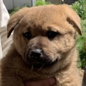 子犬約2ヵ月