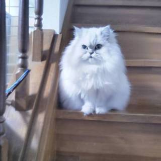 ペルシャ　メス