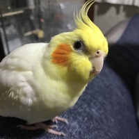 コロン