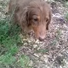全ての生命を尊ぶ会(保護活動者)