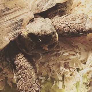 ロシアリクガメ 