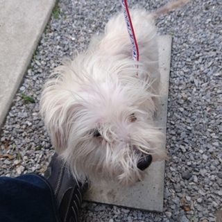 保護犬の里親募集