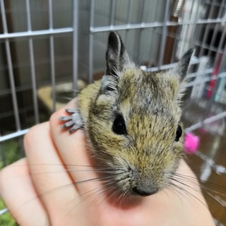 デグーの里親募集です