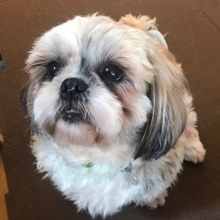 優しくて元気いっぱい！ろこちゃん