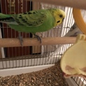 セキセイインコ 2羽