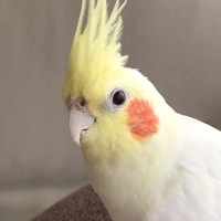 ペコ
