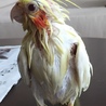 お風呂後。オカメインコとは、別物！？