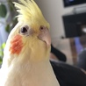 ドヤ
