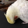 カキカキして
