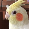 ほわ毛