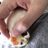 ニャハ顔