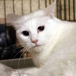 三重県桑名市３月３１日(日）　第９１回リトルパウエイド猫の譲渡会