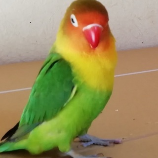 ボタンインコ 