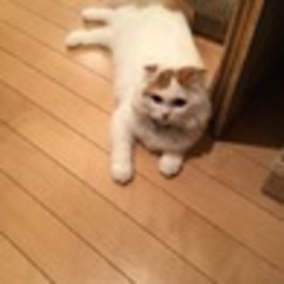 温厚優しく気品溢れる折れ耳スコ男の子